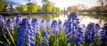 Vibrant Purple Flowers Are In Full Bloom, Creating A Beautiful Sight By The Tranquil Lake Under The Warm Sun