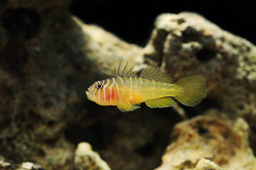 Wall Mural - Red head or Half-barred Goby (Priolepis semidoliata) 	