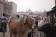 Cows New Delhi India Streets Urban Traffic Bovine Hinduism Sacred Animals Cityscape Religion Culture Roads Pedestrians Vendors Markets Urbanization Livestock Hindutva Symbolism Grazing Scenes