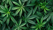 top view of green marijuana leaves pile texture background