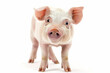 A delighted young pig stands out against a white background, showcasing the amusing expressions of animals