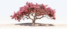 Desert Rose Or Ping Bignonia Flower Tree Isolated