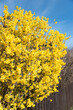 forsythia bush yellow blooming behind garden fence