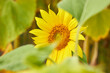 Beautiful sunflower flower blooming in a sunflower field. Yellow petals, green stems and leaves. Organic farm and agricultural product concept.
