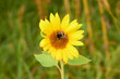 Beautiful sunflower flower blooming in a sunflower field. A bumblebee pollinates a blooming sunflower in a sunflower fieldYellow petals, green stems and leaves. Rural landscapes. Summer time.

