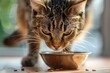 Tabby cat eats hypoallergenic dry food from bowl for feline health Indoor pets complete balanced nutrition with selective focus
