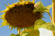 Ripe sunflower close-up. Rural landscapes.
