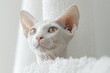 Elegant Sphynx Cat in Soft Light