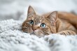 Serene Ginger Cat Resting