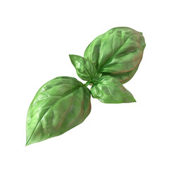 Wall Mural - Two green leaves on a Transparent Background