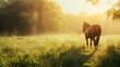 A horse walks in a sunlit field at sunrise or sunset, with the light creating warm glow