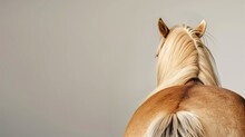 Close-up Of A Palomino Horse's Head And Mane From Behind Against Soft Grey Background