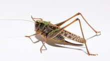 Wart-biter (Decticus Verrucivorus) Is A Bush-cricket In The Family Tettigoniidae.  Grasshopper Close-up. A Female Insect On A White Background.