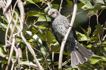 Poster - brow eared bulbul in a field