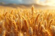 A closeup of golden wheat swaying in the wind, with a clear focus on each ear of grain against a blurred background