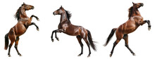 Bay horse rearing up on its hind legs isolated  on transparent background. 
