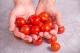 Fototapeta Na ścianę - Freshly harvested tomatoes in hands. Woman holding cherry tomatoes, closeup with selective focus