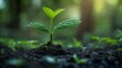 © natalikp - young green plant