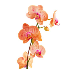 Wall Mural - A colorful flower against a transparent backdrop