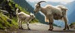 Two domestic goats with thick fur are casually standing on the edge of a rural road surrounded by green grass and wildflowers