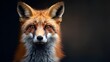 Close-up Portrait of Watchful and Majestic Red Fox against Dark Background