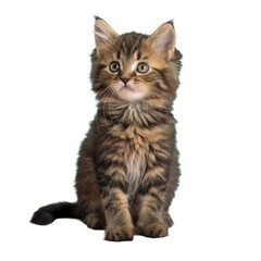 Wall Mural - Small kitten on Transparent Background