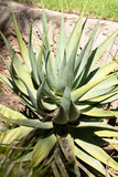 Fototapeta Kuchnia - cactus are found in dry arid areas