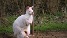 Close View Of An Albino Kangaroo Resting On A Sunny Day