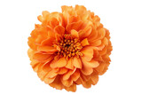 Fototapeta Londyn - Delightful Marigold flower
