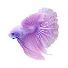 Wall Mural - Purple fish with a Transparent Background