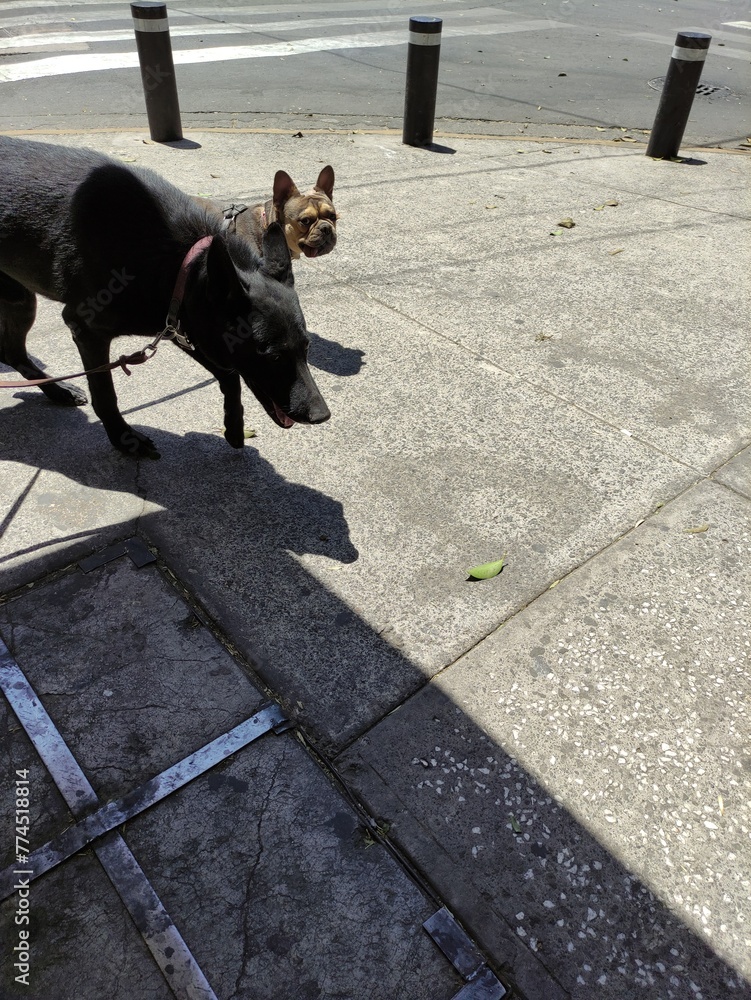 Perro Morting : two black dogs and the other brown dog enjoying the walk through the ...