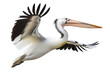 Magnificent Flight of pelican in air