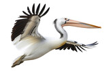 Fototapeta Londyn - Magnificent Flight of pelican in air