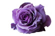 Captivating purple rose