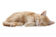 © rzrstudio - An orange cat sleeping peacefully
