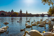 View on Charles bridge and Swans on Vltava river. High quality photo
