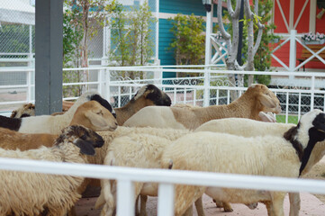 group of sheep in the farm