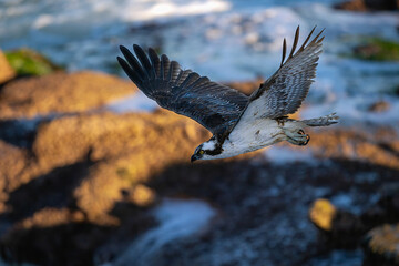 2024-01-08 a osprey gliding through the air at the la jolla cove with blurrred rocks and water in th