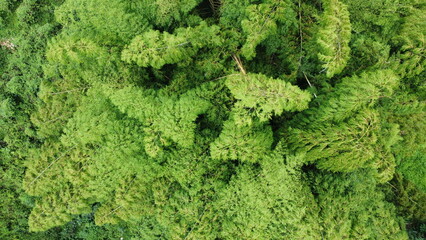 Poster - aerial images of natural green guaduas of Quindio