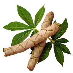 Wall Mural - Gingle root stick with fresh green leaves