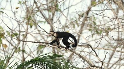 Canvas Print - A capuchin monkey in Costa Rica