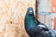 Intense pigeon staring on urban background