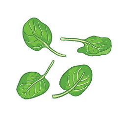 Wall Mural - Different angles of spinach leaves