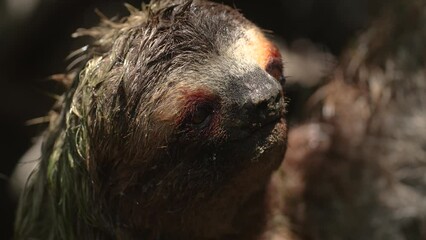 Poster - Three-toed sloth in the rainforest of Costa Rica 