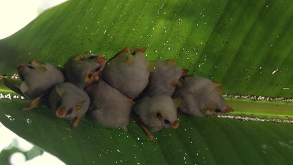 Canvas Print - Bat in Costa Rica in the rainforest