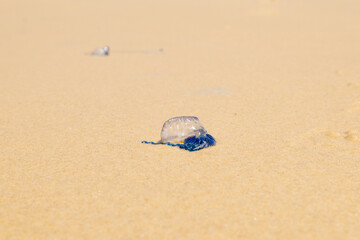 Bluebottle jellyfish (Portuguese man o' war, man-of-war) along 75 mile beach on the sand island of K’gari (Fraser Island), Queensland, Australia