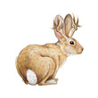 Jackalope myth rabbit creature watercolor illustration. Hand drawn wild mythological animal. Rabbit with horns vintage style illustration. Jackalope image on white background.