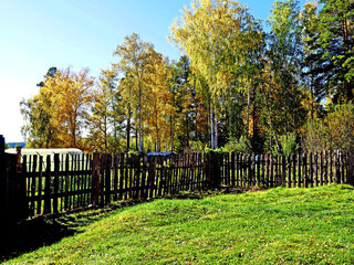 Wall Mural - sunny autumn morning in a mixed forest