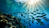 Fototapeta Do akwarium - School of Fish and Coral Reef 