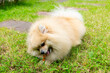 Pomeranian Dog Chewing a Bone on Green Grass Background.